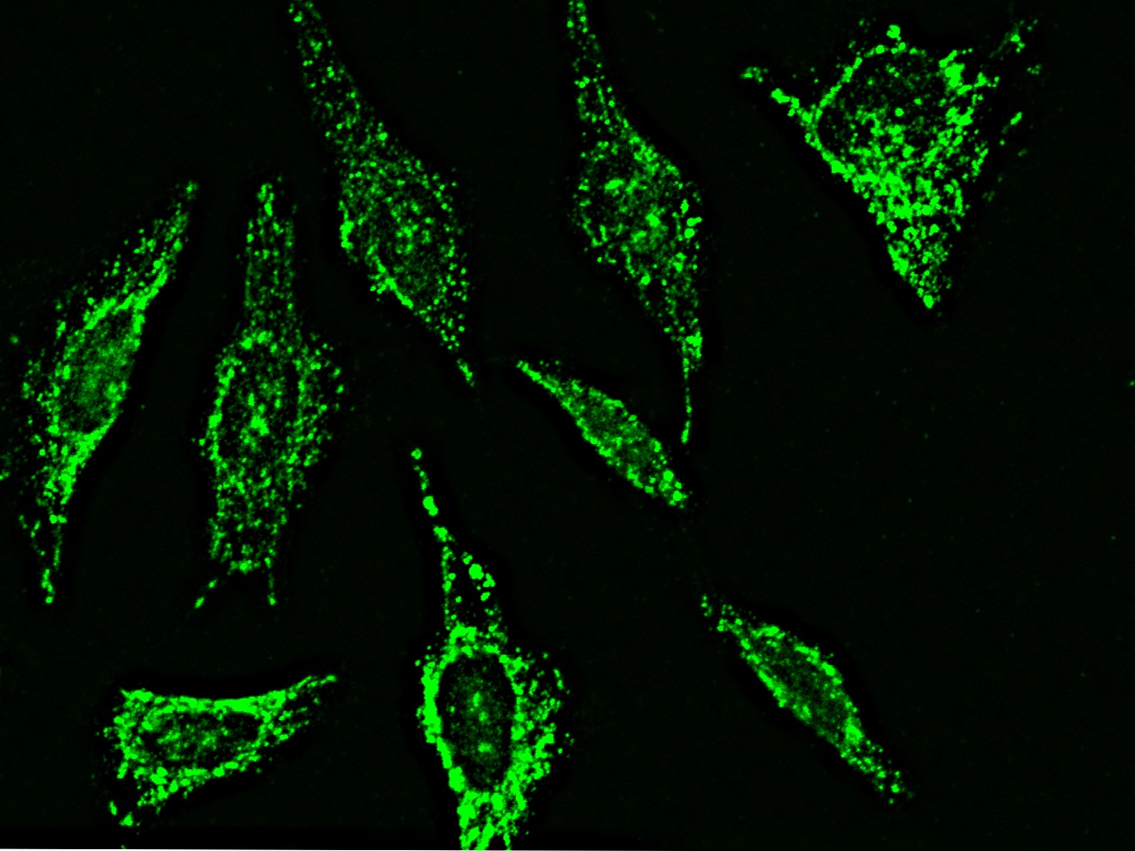 MMP26 Antibody - Azide and BSA Free
