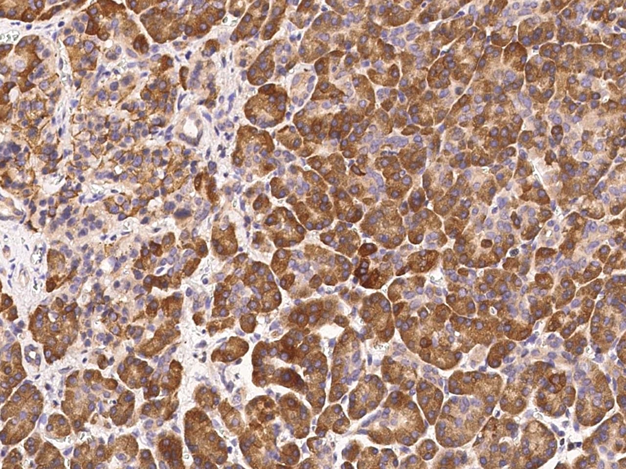 Ribonuclease A Antibody - Azide and BSA Free