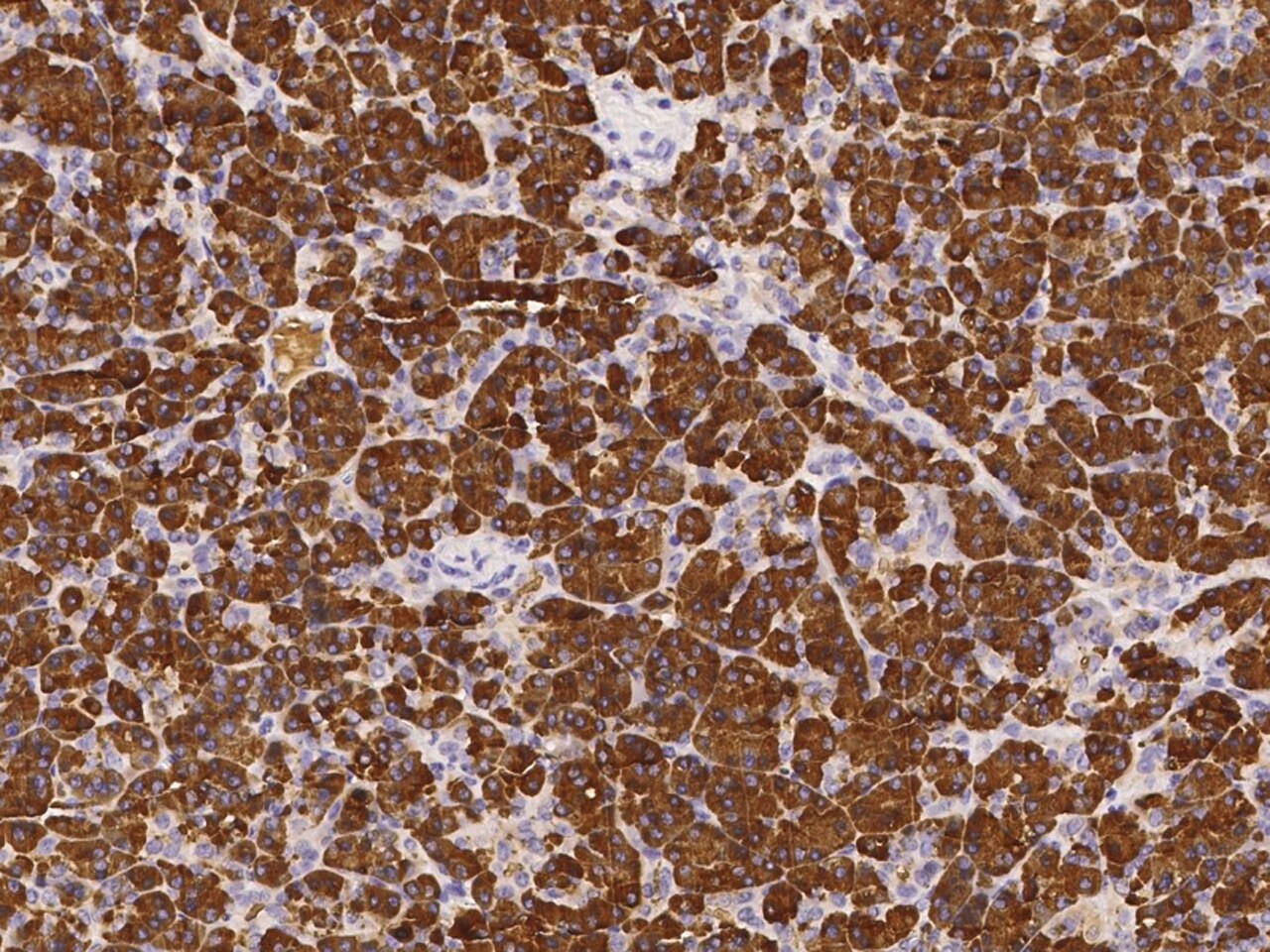 PLRP1 Antibody - Azide and BSA Free