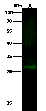 EPDR1 Antibody - Azide and BSA Free