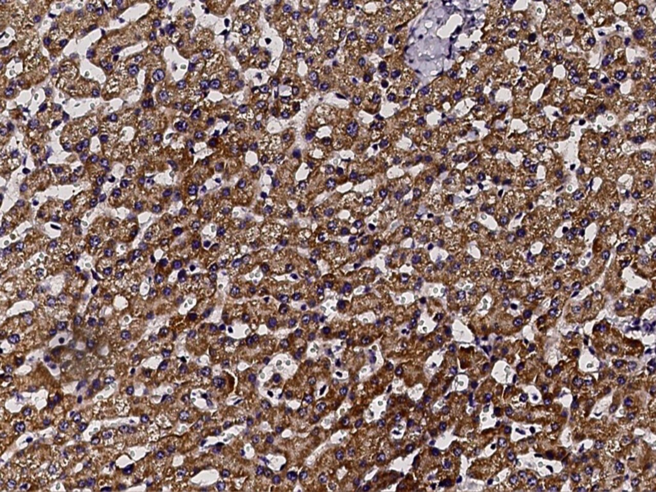 BPHL Antibody - Azide and BSA Free
