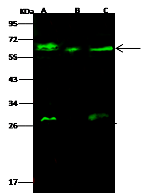 GALNT2 Antibody - Azide and BSA Free