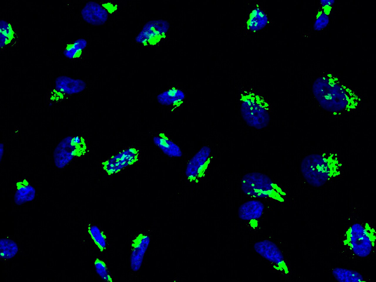 GALNT2 Antibody - Azide and BSA Free