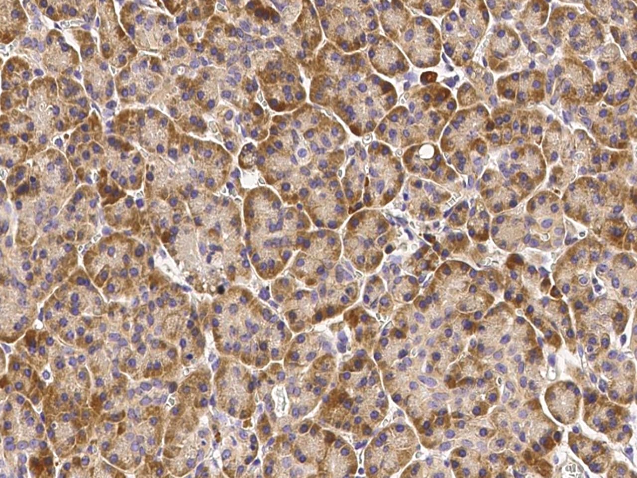 CNPY2 Antibody - Azide and BSA Free
