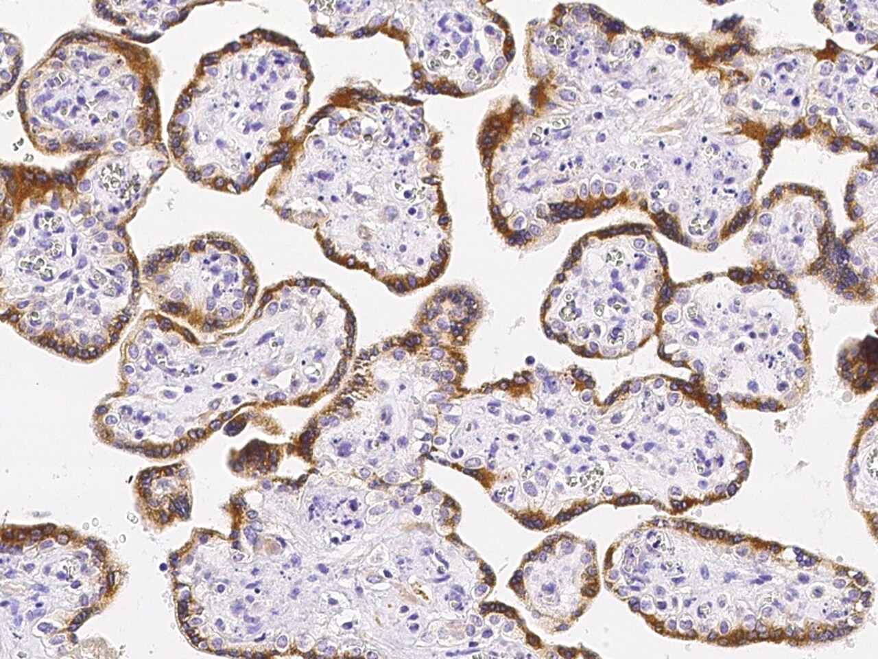 CNPY2 Antibody - Azide and BSA Free