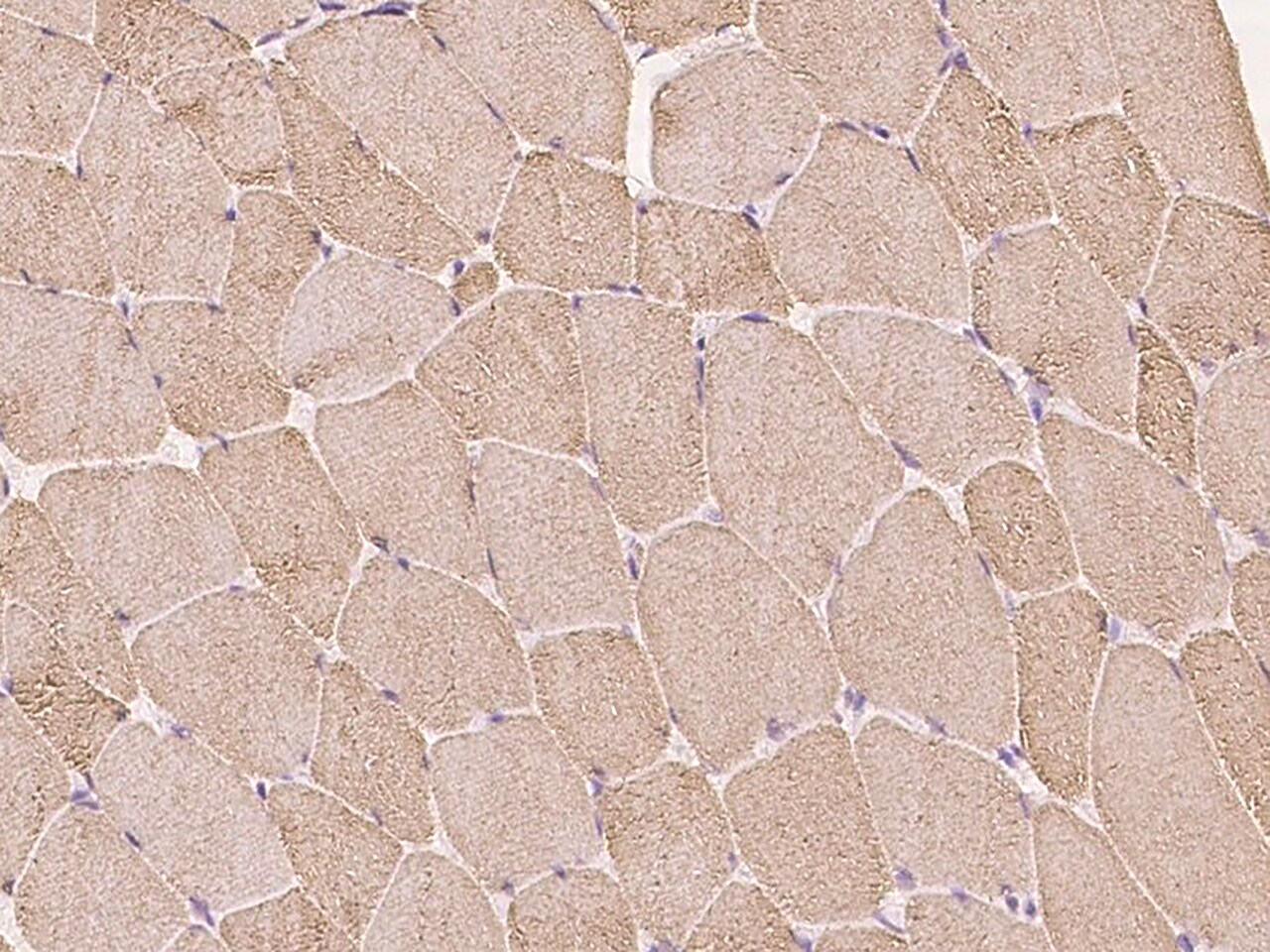 Calsequestrin 1 Antibody - Azide and BSA Free