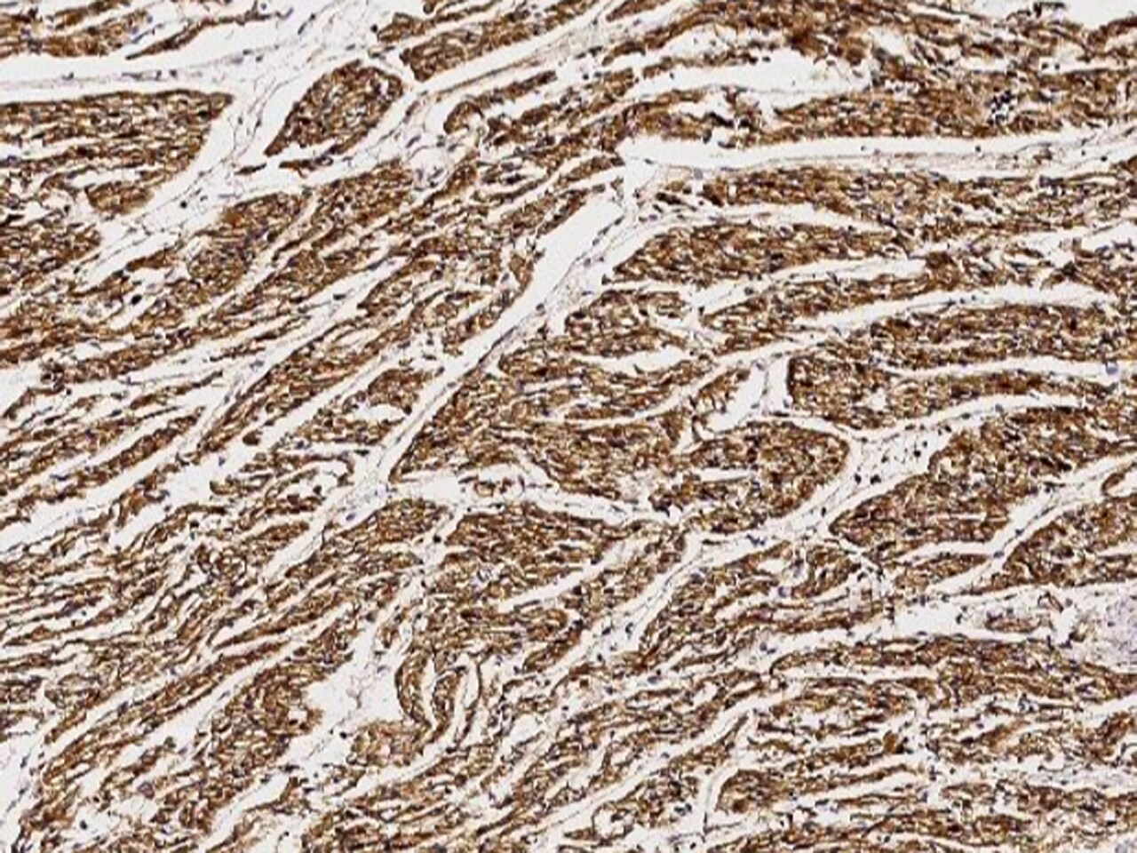 TULA/STS-2 Antibody - Azide and BSA Free