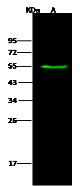 Tissue alpha-L-Fucosidase/FUCA1 Antibody - Azide and BSA Free
