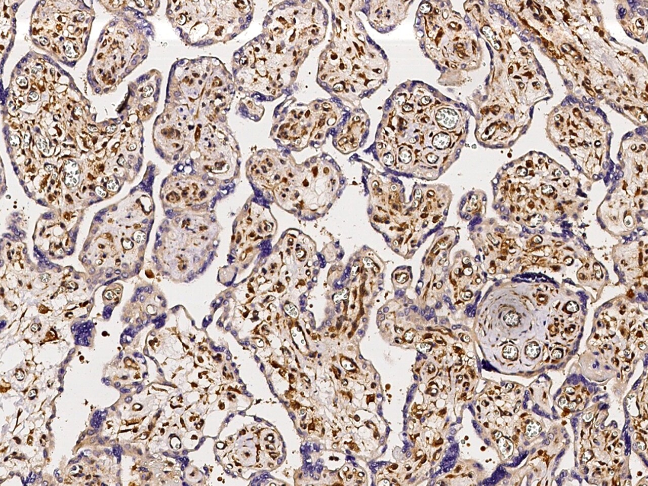ABHD14B Antibody - Azide and BSA Free