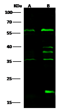 IP6K1 Antibody - Azide and BSA Free