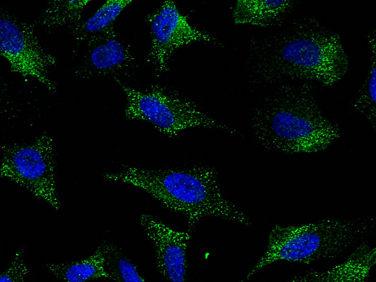 EIF5 Antibody - Azide and BSA Free