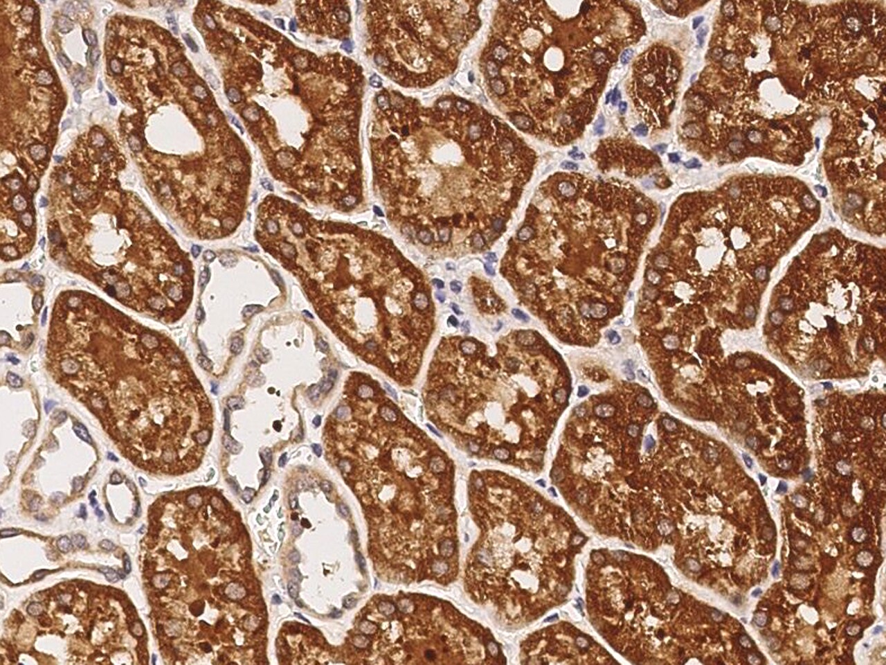LRP-11 Antibody - Azide and BSA Free