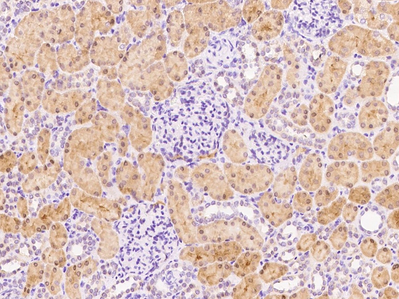 Fucose Mutarotase Antibody - Azide and BSA Free
