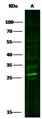 PRTFDC1 Antibody - Azide and BSA Free