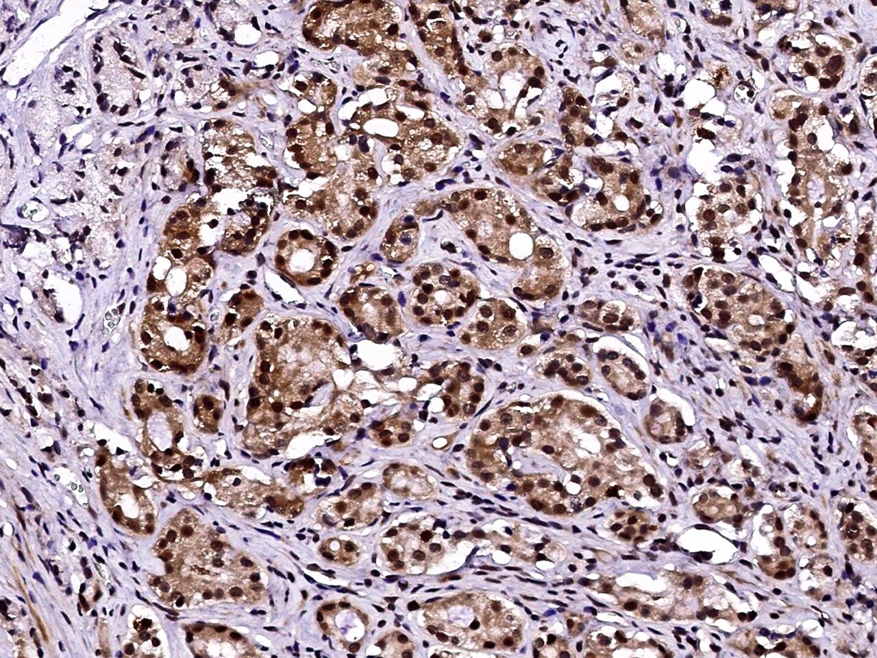 LSM1 Antibody - Azide and BSA Free