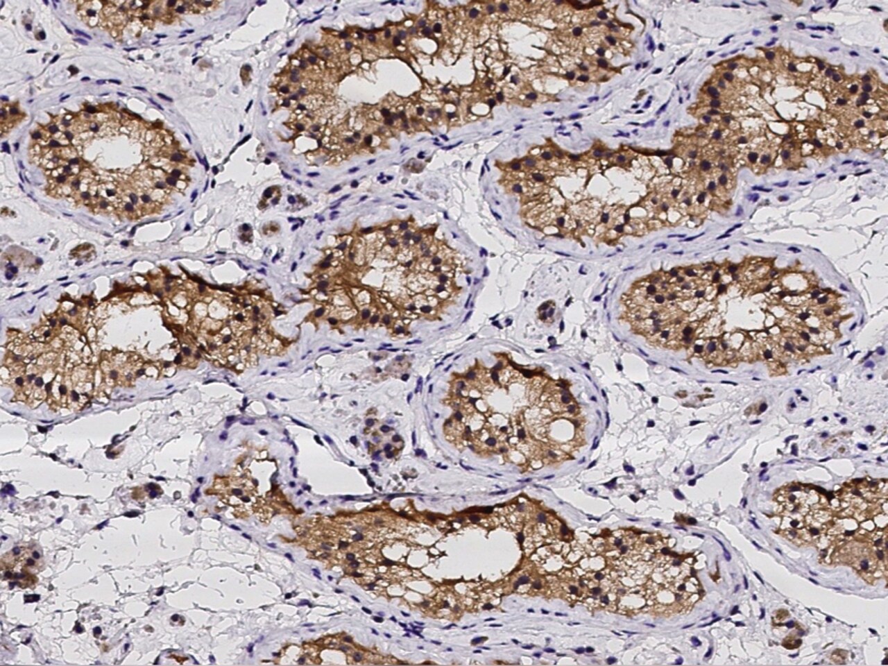 PDRG1 Antibody - Azide and BSA Free