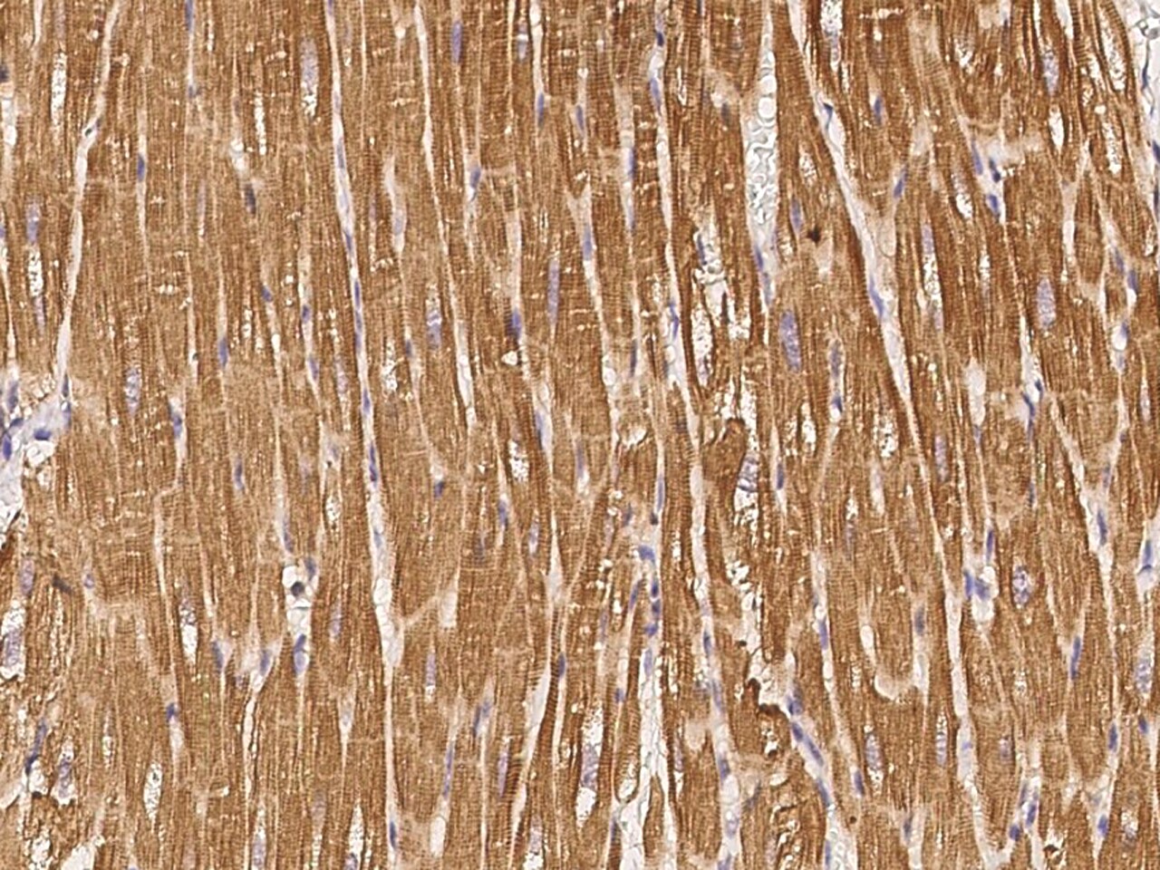 Syntaxin 8 Antibody - Azide and BSA Free