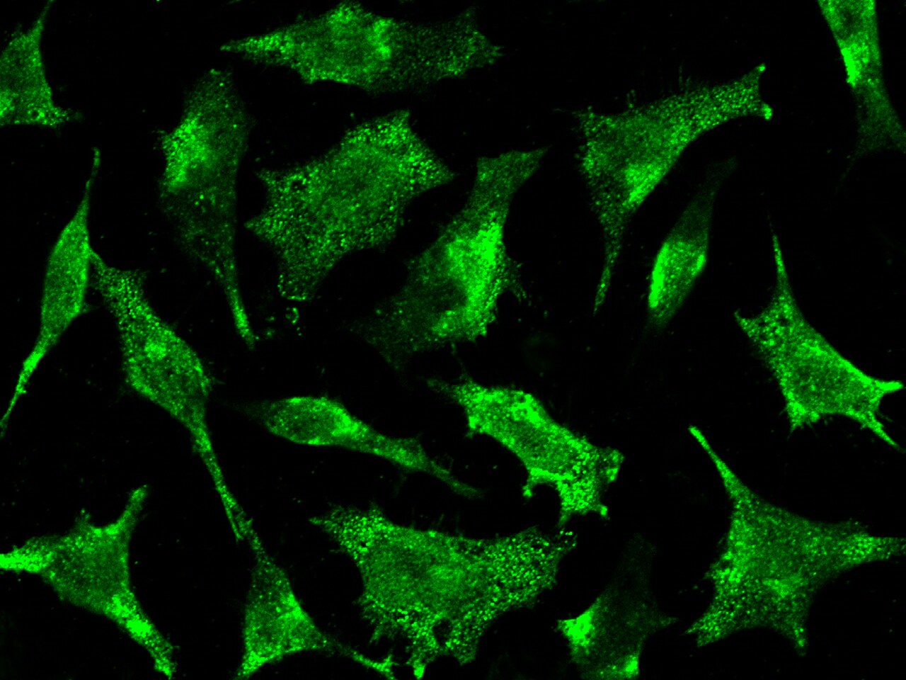 Syntaxin 8 Antibody - Azide and BSA Free