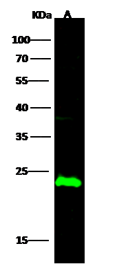 CMP kinase Antibody - Azide and BSA Free