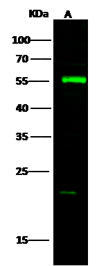 DARS Antibody - Azide and BSA Free