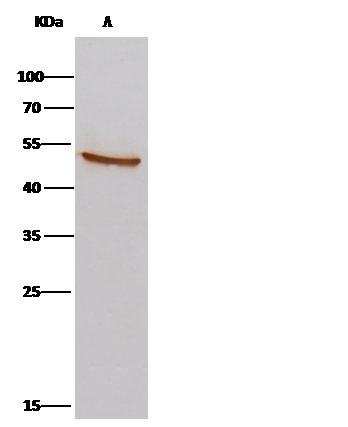 AARSD1 Antibody - Azide and BSA Free