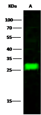 NAA10 Antibody - Azide and BSA Free