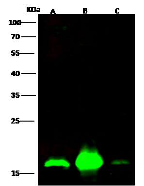 SUB1 Antibody - Azide and BSA Free