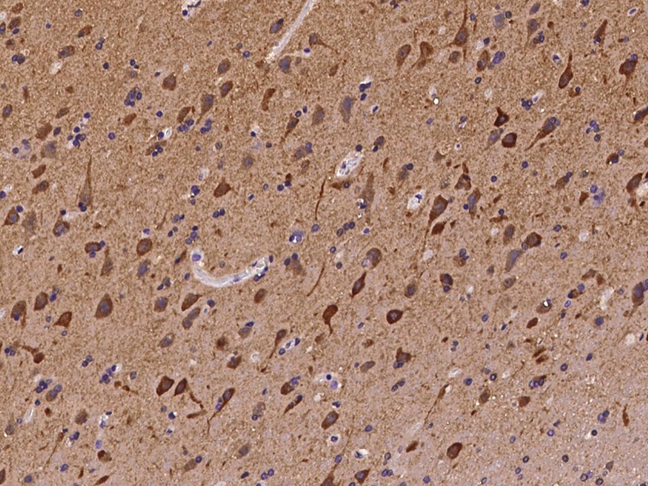 GADD45G Antibody - Azide and BSA Free