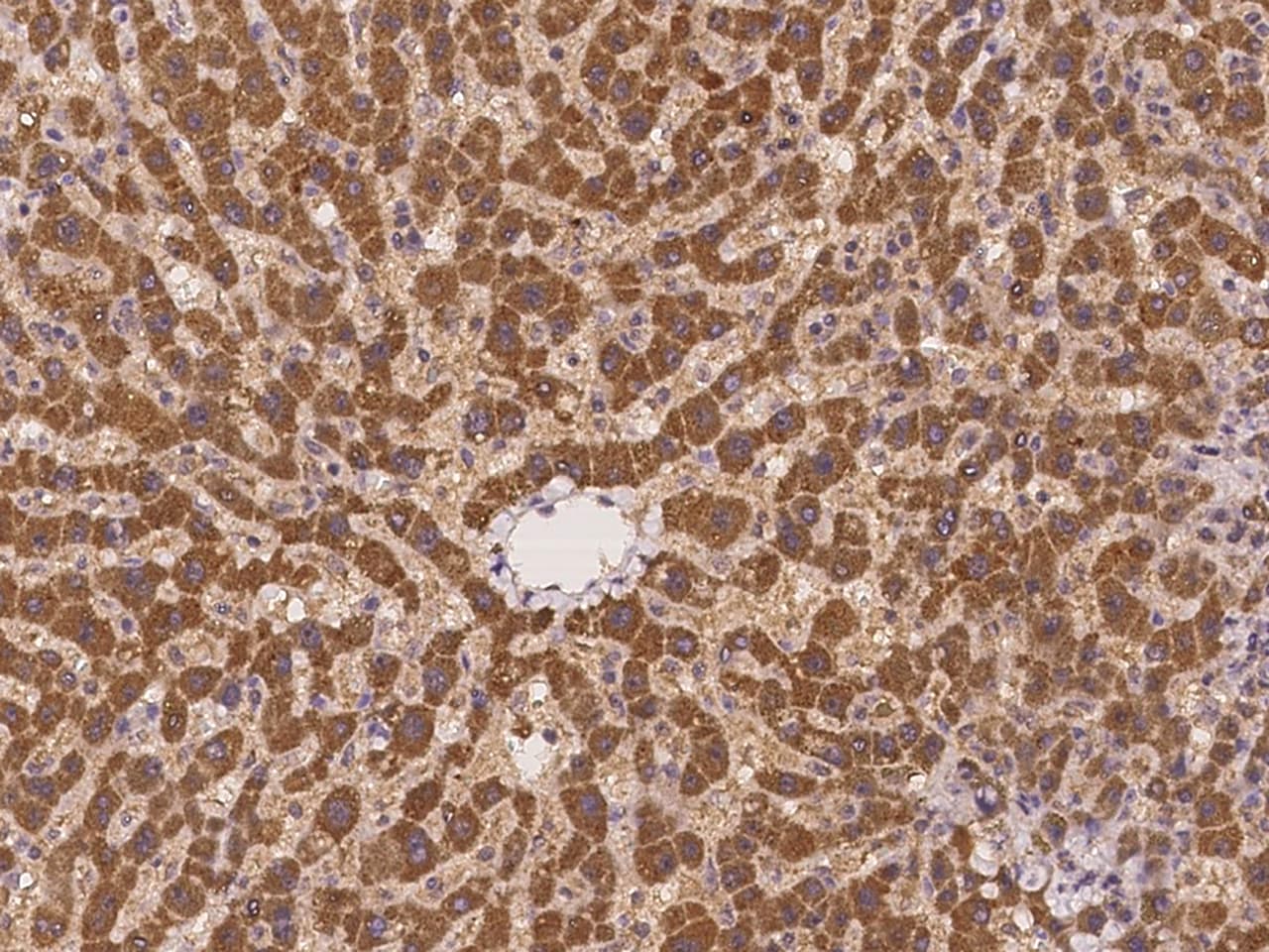 GADD45G Antibody - Azide and BSA Free