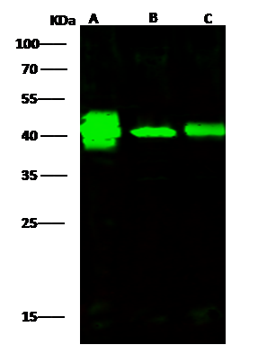Creatine Kinase BB Antibody - Azide and BSA Free