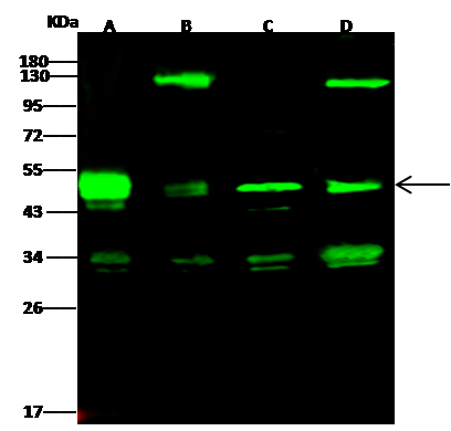 Protein Kinase A regulatory subunit I alpha Antibody - Azide and BSA Free