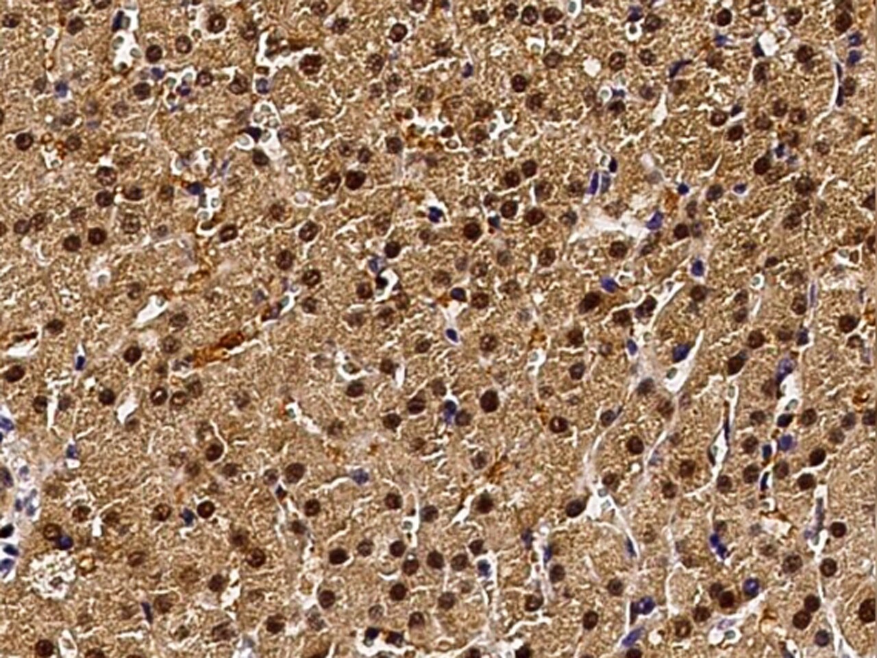 PPIL2 Antibody - Azide and BSA Free