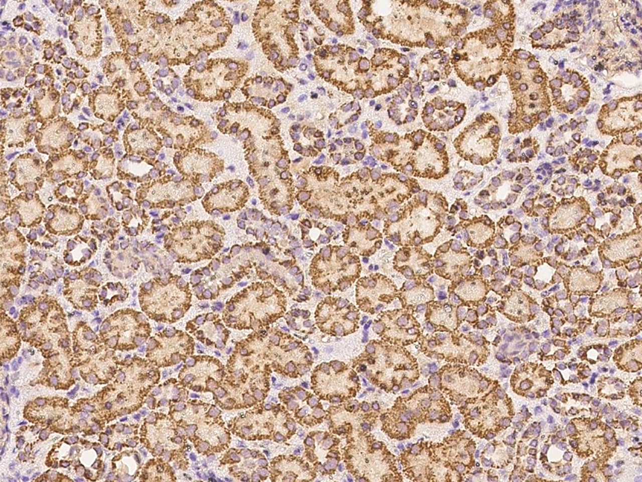 Dystroglycan Antibody - Azide and BSA Free