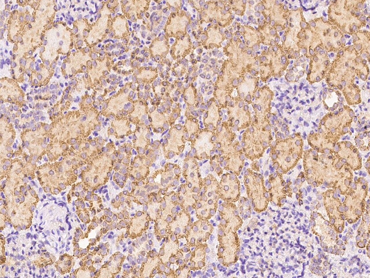 Dystroglycan Antibody - Azide and BSA Free