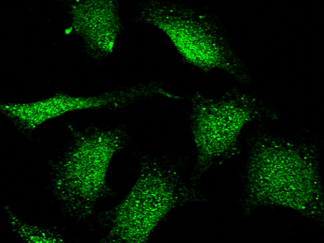 FHIT Antibody - Azide and BSA Free