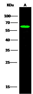 SRFBP1 Antibody - Azide and BSA Free