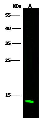 Profilin 2 Antibody - Azide and BSA Free