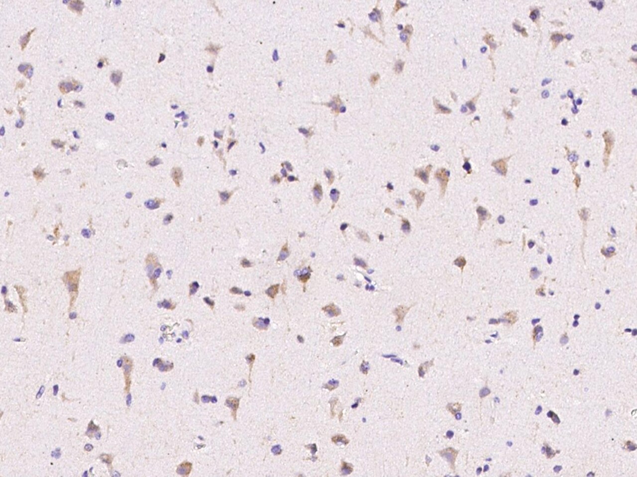 ECSIT Antibody - Azide and BSA Free