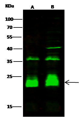 CRIP2 Antibody - Azide and BSA Free