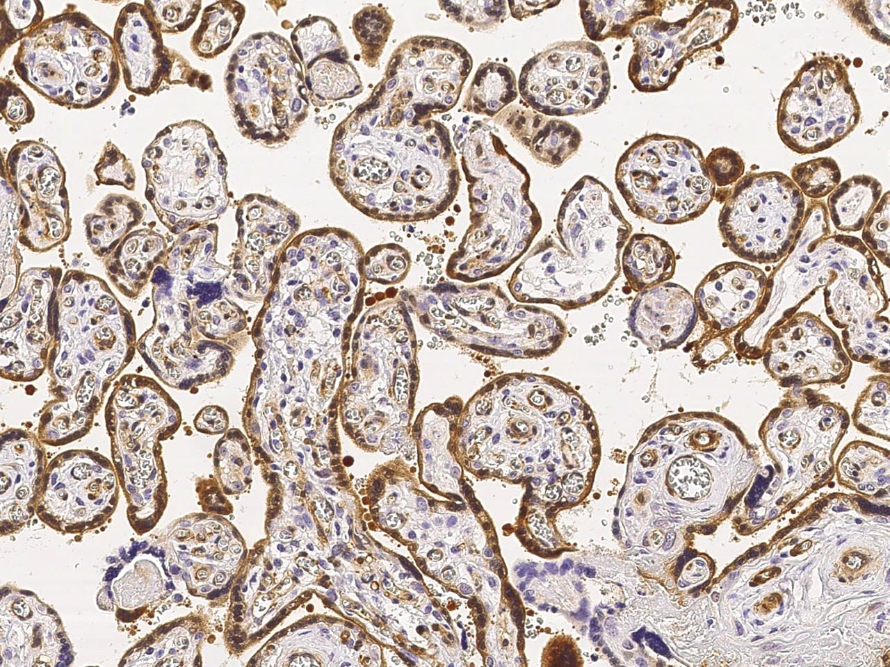 CRIP2 Antibody - Azide and BSA Free