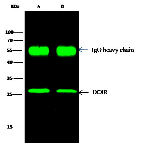 DCXR Antibody - Azide and BSA Free