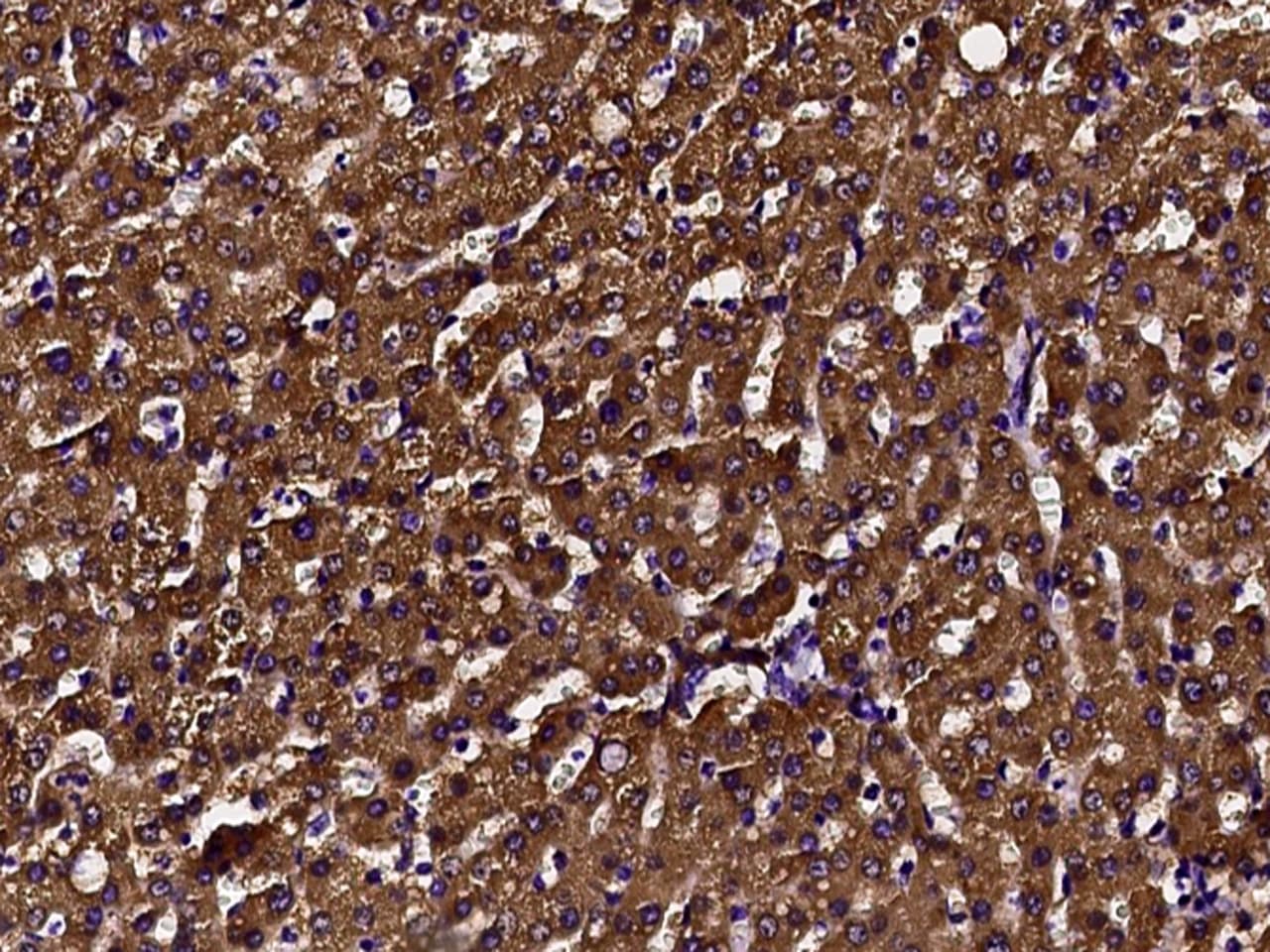 DCXR Antibody - Azide and BSA Free