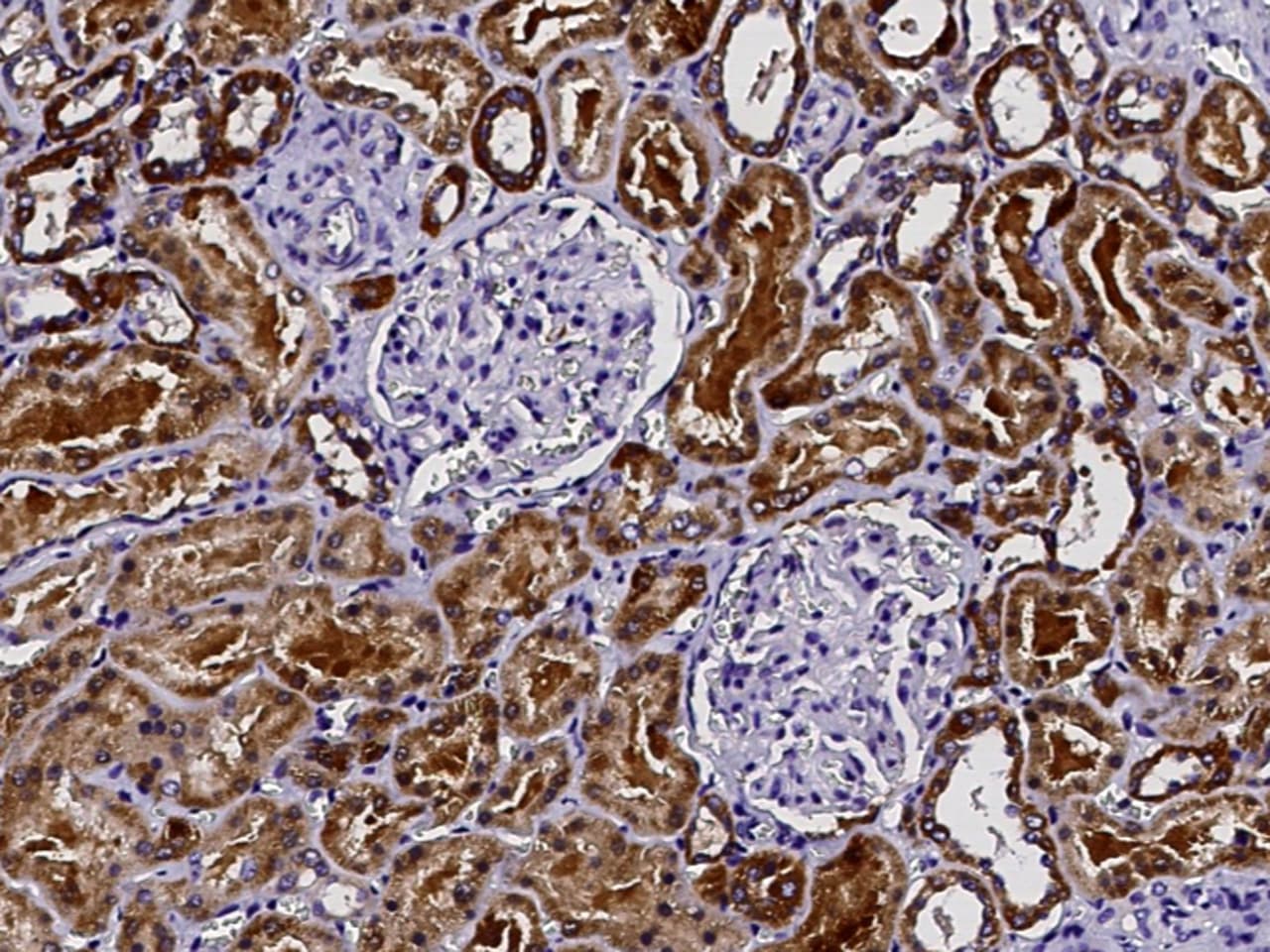 DCXR Antibody - Azide and BSA Free