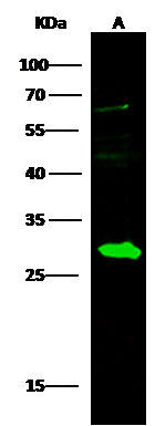 DCXR Antibody - Azide and BSA Free
