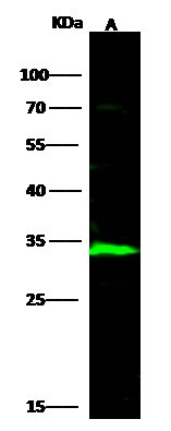 ECH1 Antibody - Azide and BSA Free