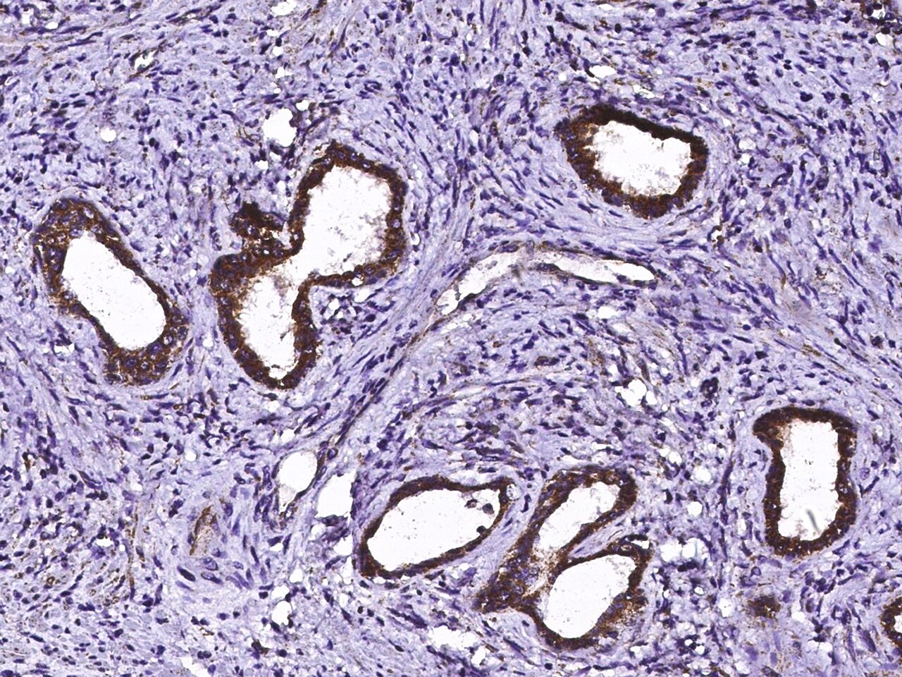 ECH1 Antibody - Azide and BSA Free