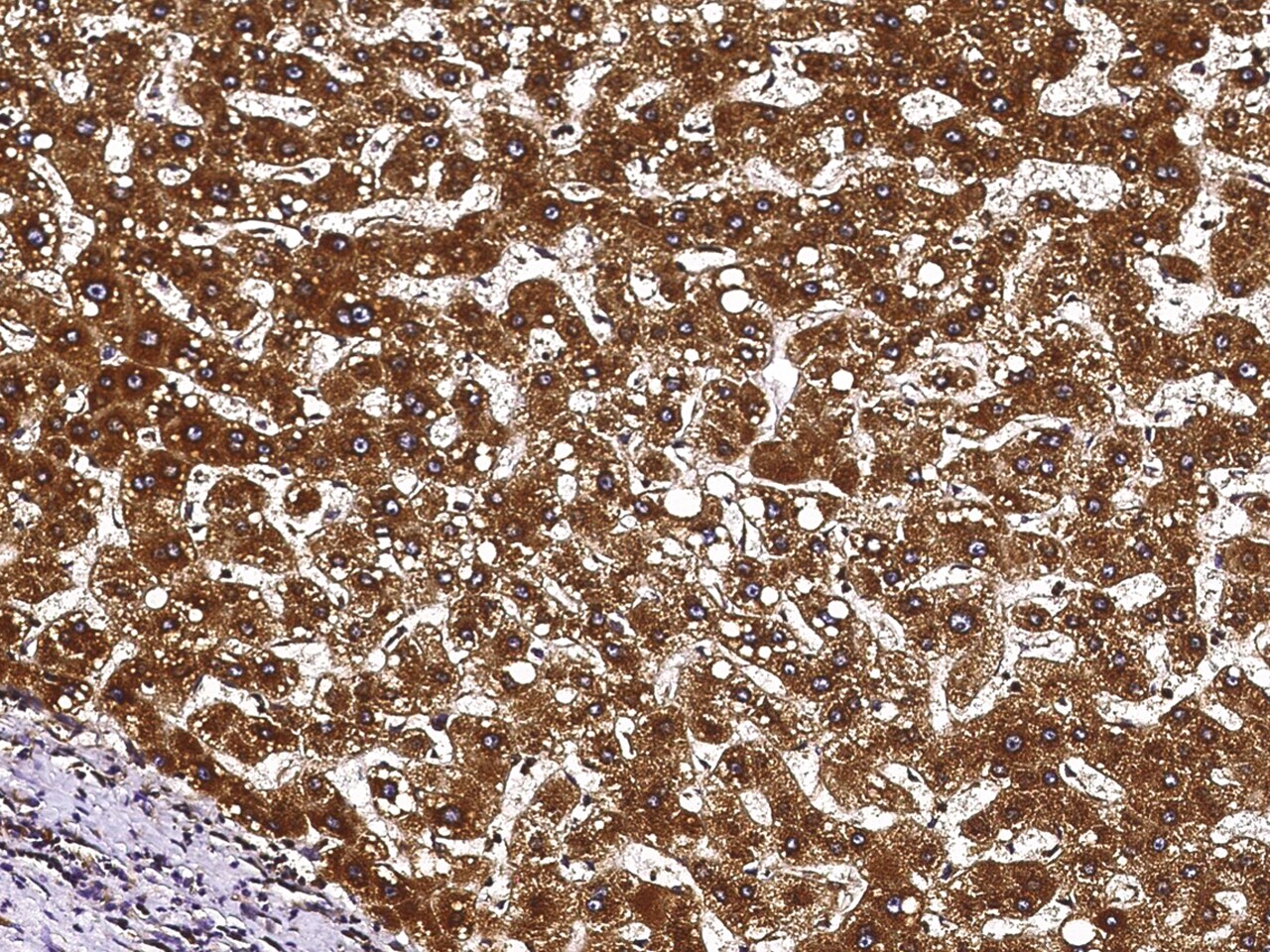 ECH1 Antibody - Azide and BSA Free