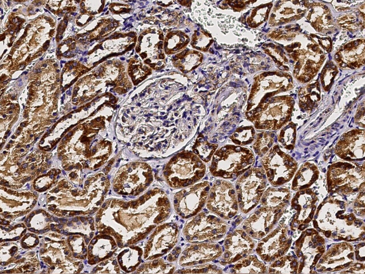 GCSH Antibody - Azide and BSA Free