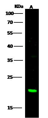 CBFB Antibody - Azide and BSA Free