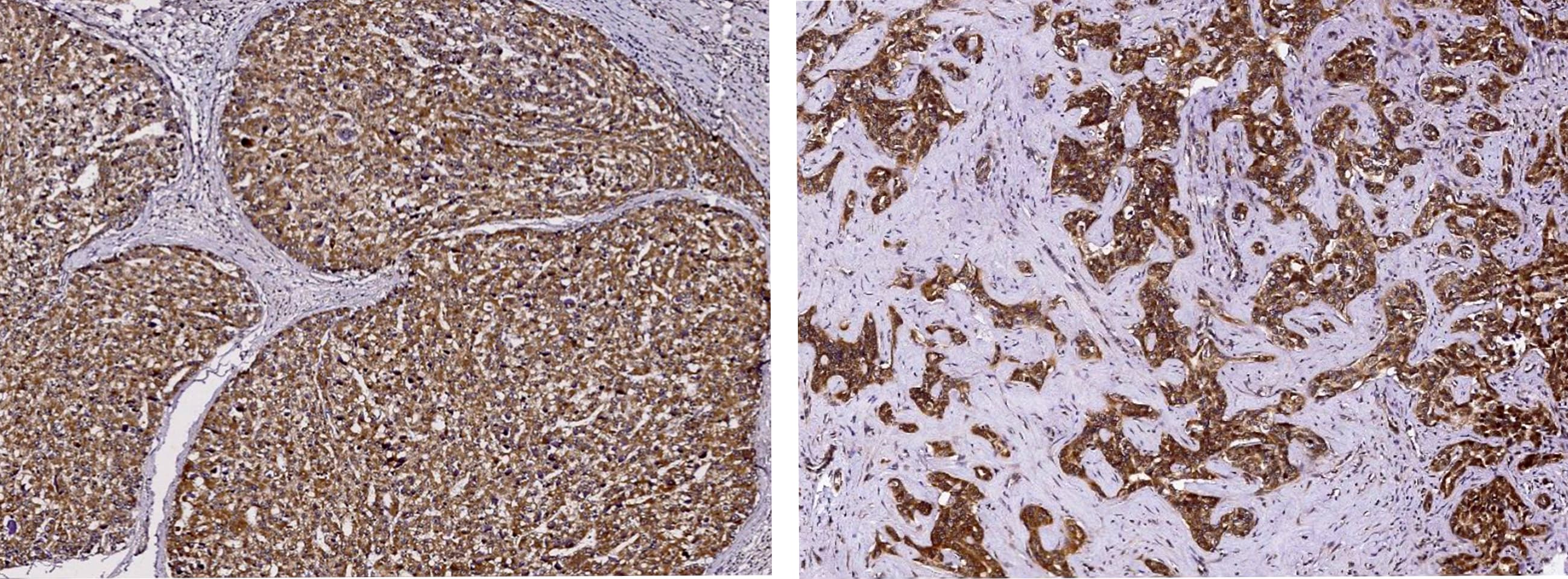 PPCDC Antibody - Azide and BSA Free